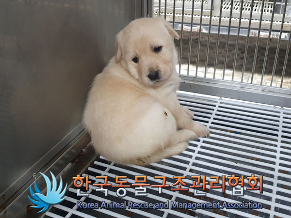 종료(안락사) 믹스…